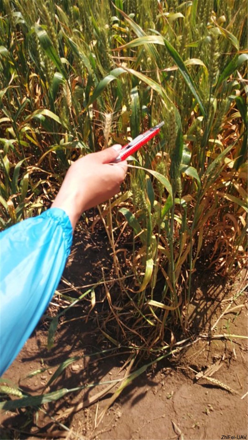 1500516111115175.jpg QQ圖片20170717165546.jpg