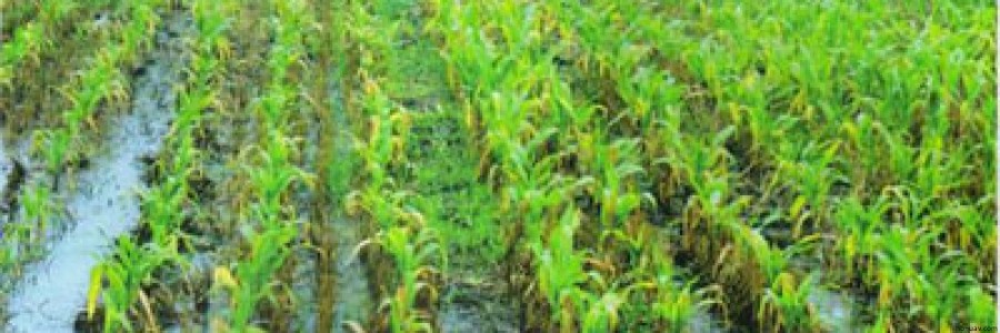 玉米澇害防治-圖文識別技術